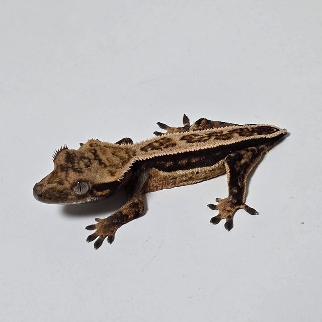 노멀 쿼드 풀핀 엠티백 블랙