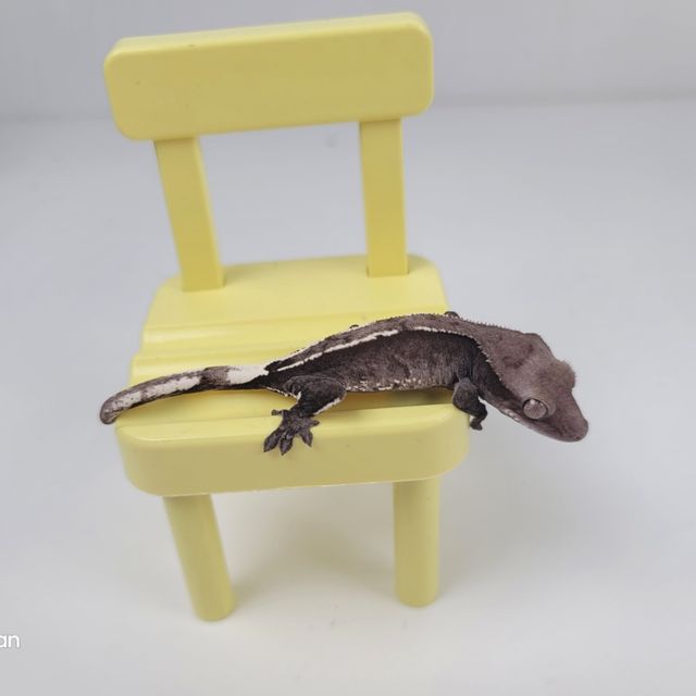 아잔틱