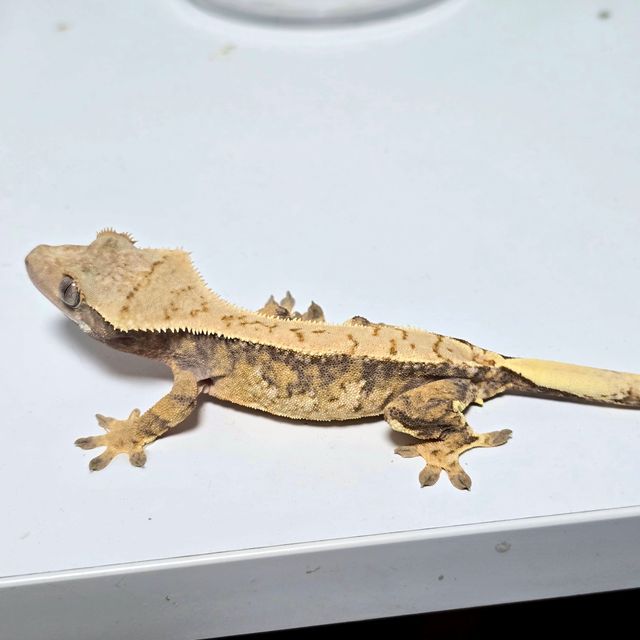 노멀 트라이 익스트림할리퀸 풀핀 할리퀸 쿼드