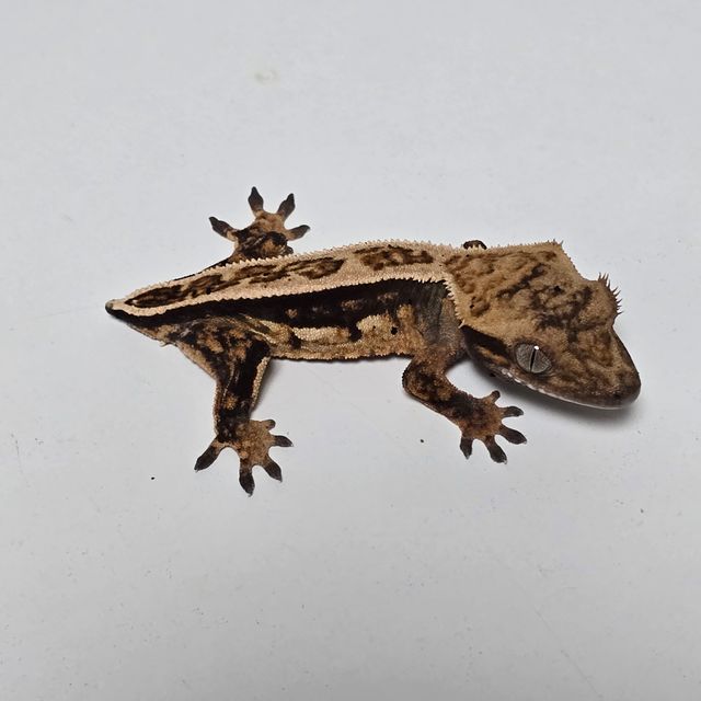 노멀 쿼드 풀핀 엠티백 블랙