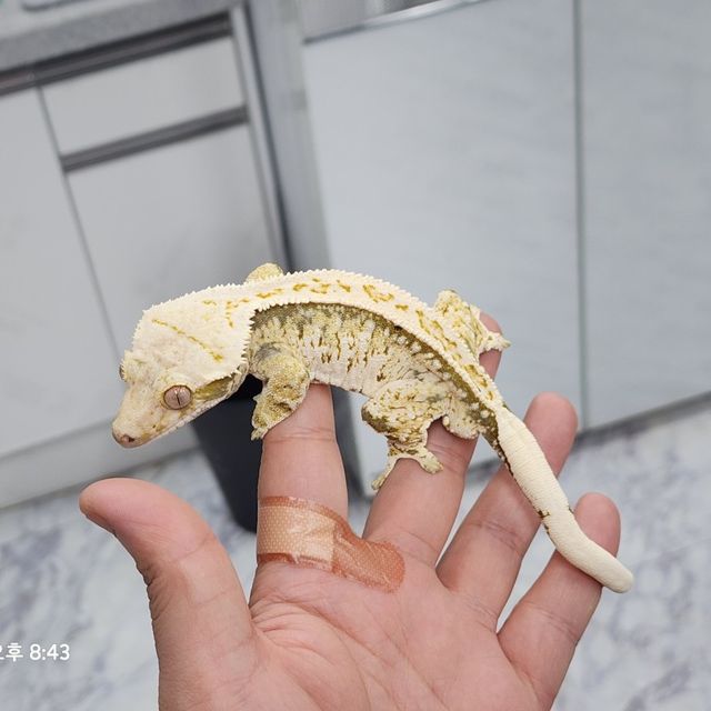 트라이 익스트림할리퀸