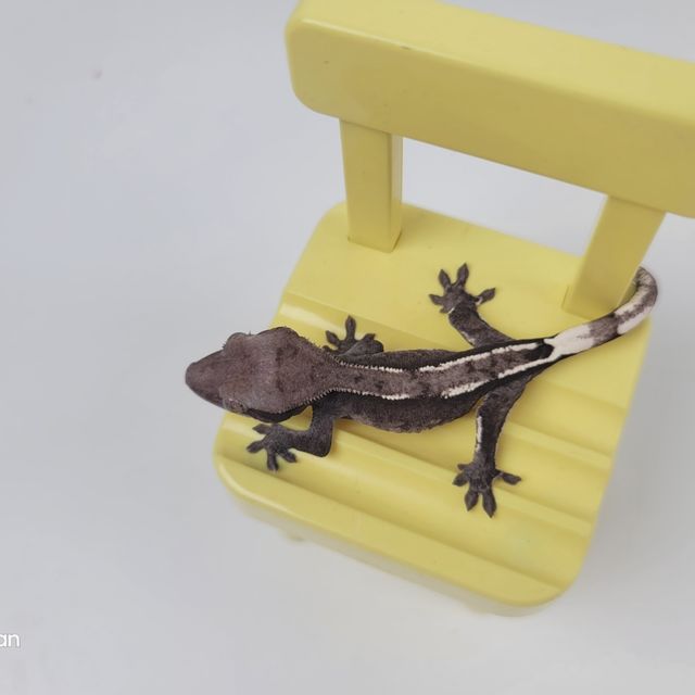 아잔틱
