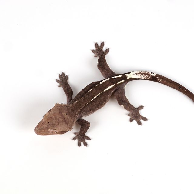 아잔틱