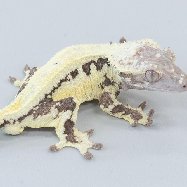 릴리 세이블
