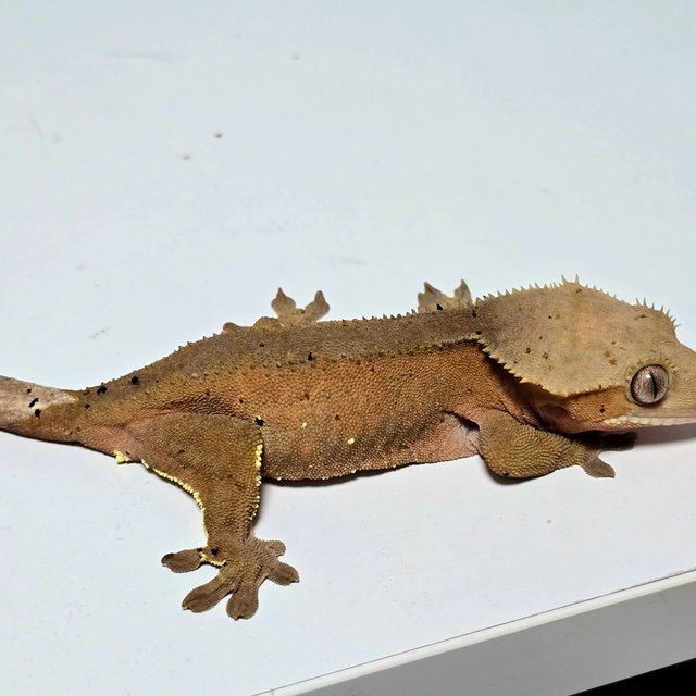 100%헷아잔틱 레드 바이