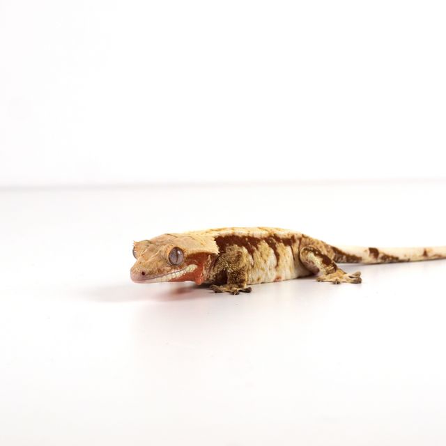 레드 트라이 익스트림할리퀸
