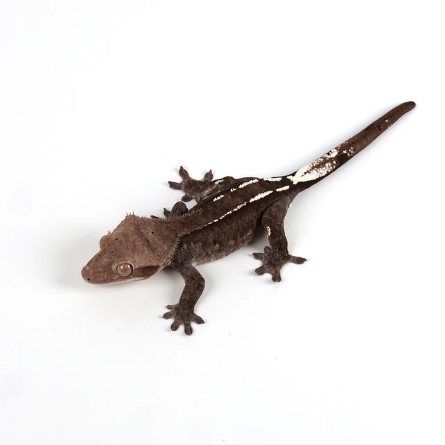 아잔틱