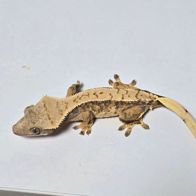 노멀 트라이 익스트림할리퀸 풀핀 할리퀸 쿼드