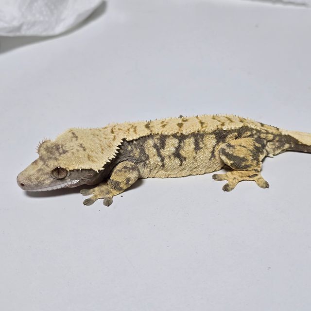 트라이 익스트림할리퀸 바브