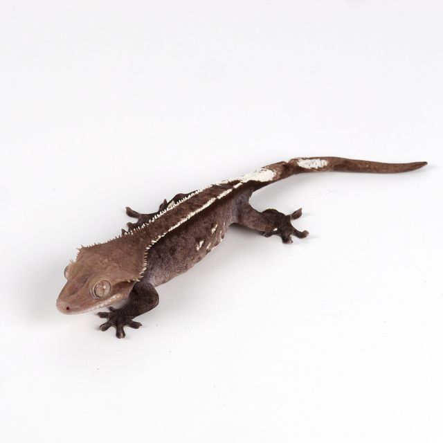 아잔틱