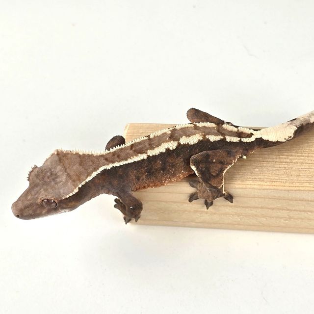 세이블