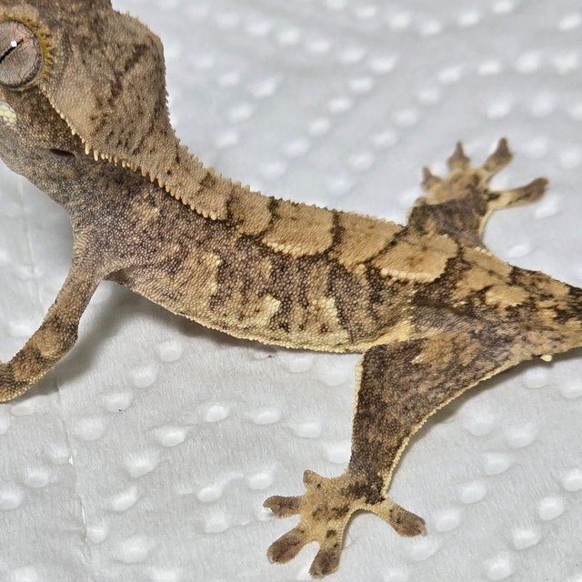 노멀 트라이 익스트림할리퀸