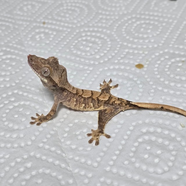 노멀 트라이 익스트림할리퀸