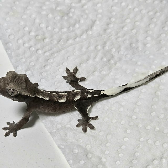 아잔틱 화이트핀