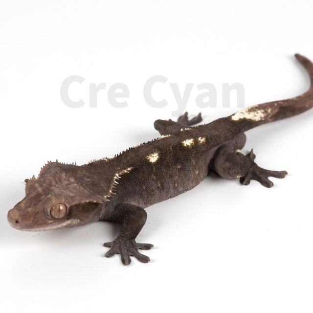 아잔틱