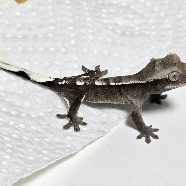 아잔틱 화이트핀