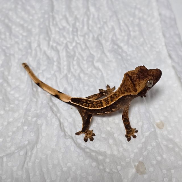 엠티백 풀핀