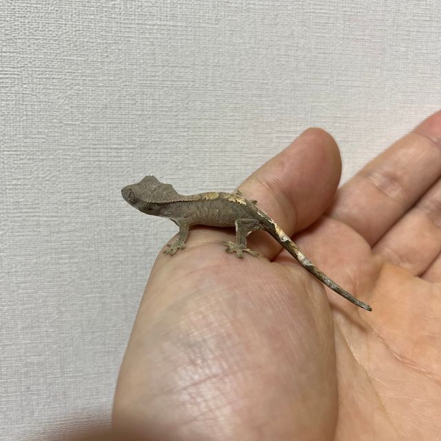 세이블