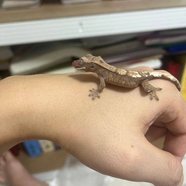 세이블