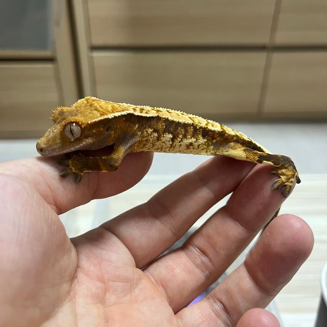 트라이 텐저린 화이트스팟 화이트포트홀