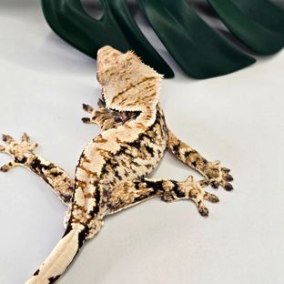 트라이