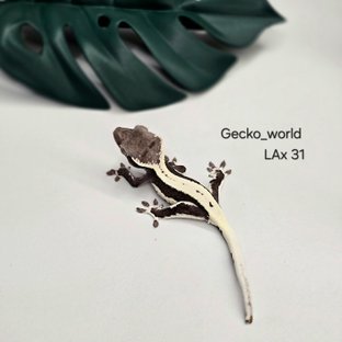 31 Ax&LAx