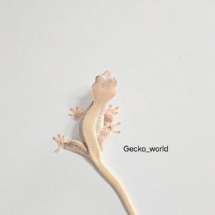 릴리화이트 솔리드백