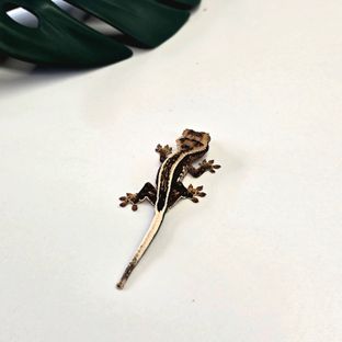 핀스트라이프 풀핀