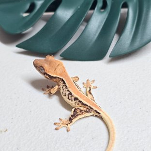 릴리화이트 솔리드백 트라이