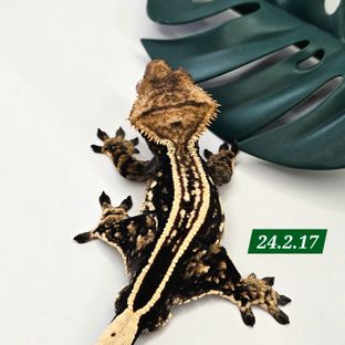 엠티백 풀핀 핀스트라이프 다크 오닉스