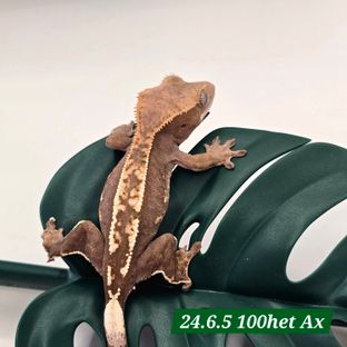 100%헷아잔틱