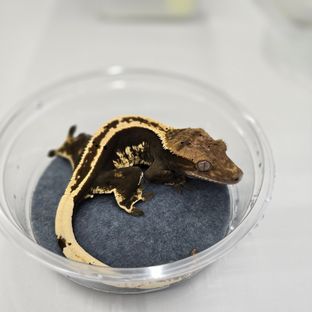 M7