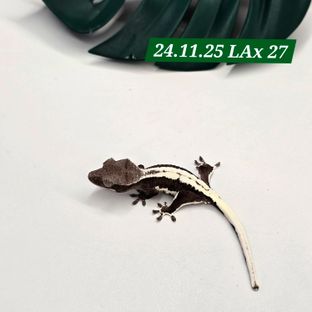 릴잔틱
