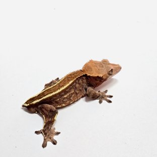 Cappuccino Full Pinstripe