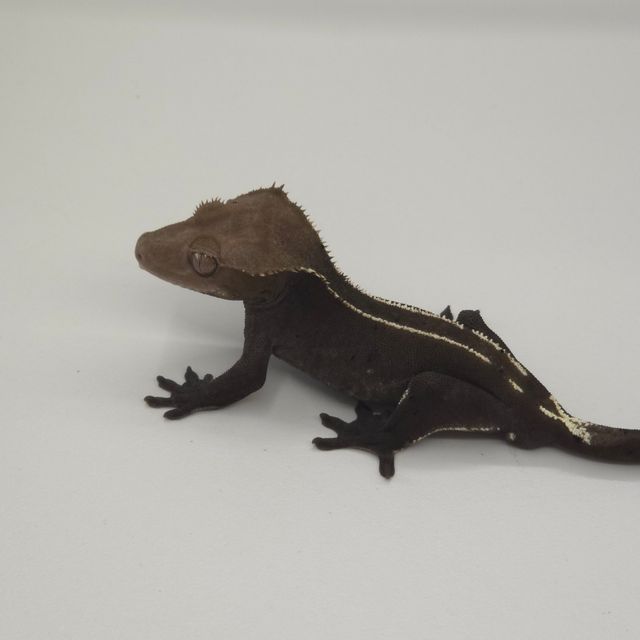 아잔틱