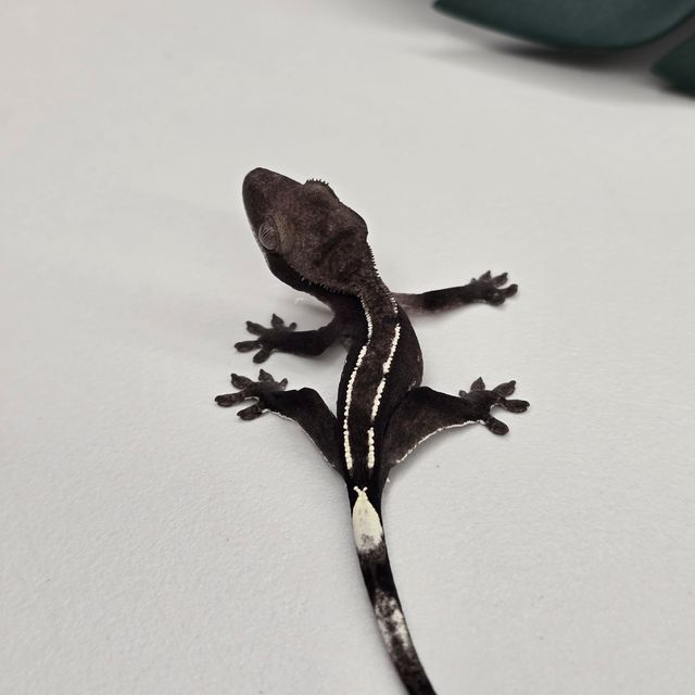 아잔틱 다크