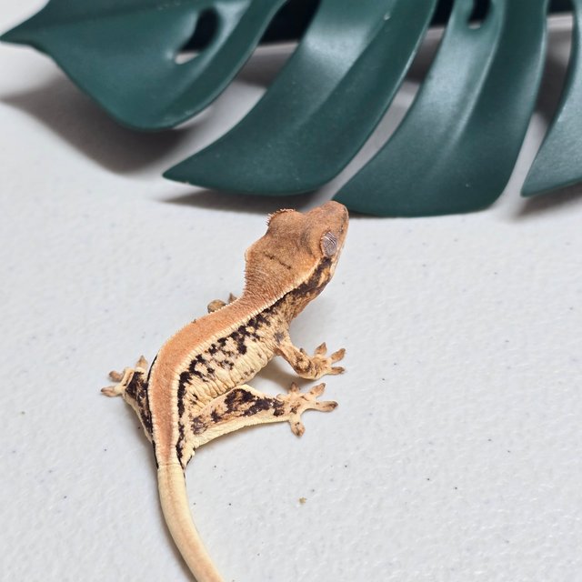 릴리화이트 솔리드백 트라이