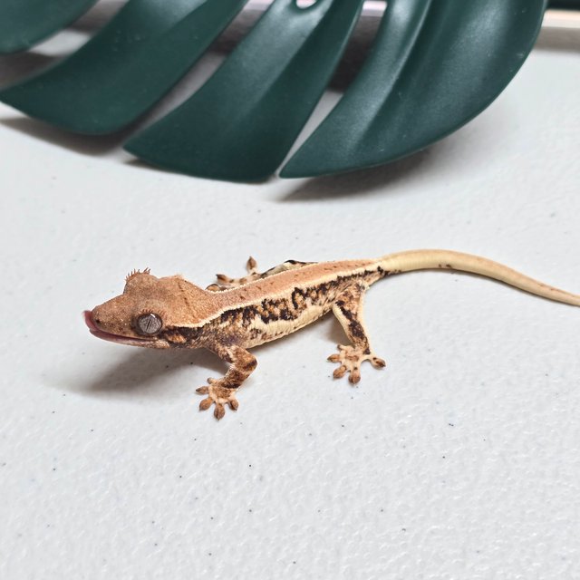 릴리화이트 트라이