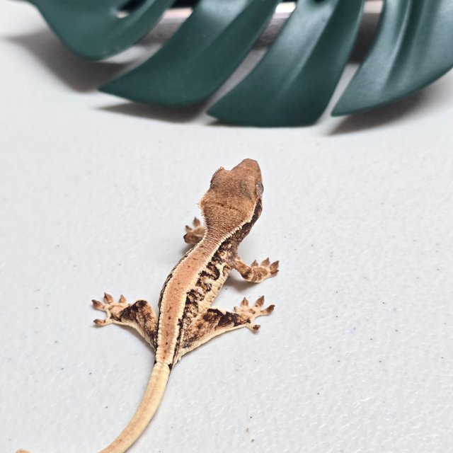 릴리화이트 트라이