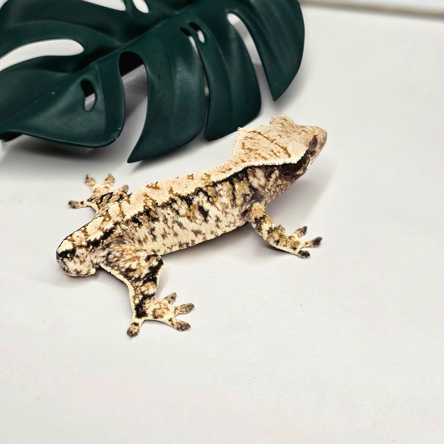 트라이