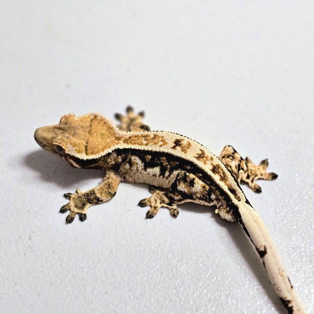 트라이 화이트핀 젠젝스 풀핀 텐저린