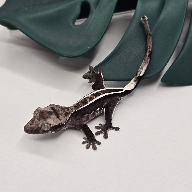 아잔틱