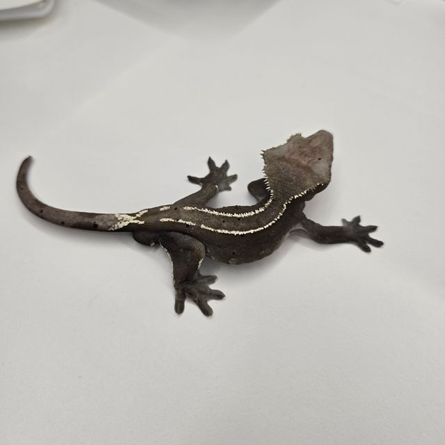 아잔틱