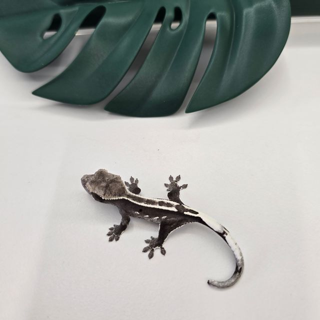 아잔틱 화이트핀 다크
