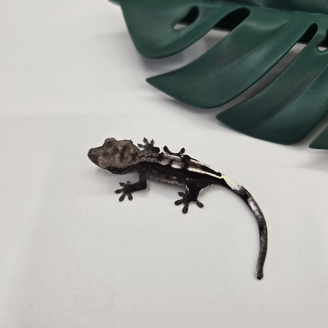 아잔틱 화이트 다크