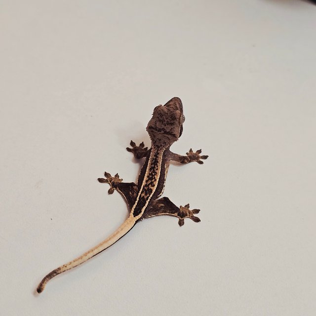 핀스트라이프 풀핀