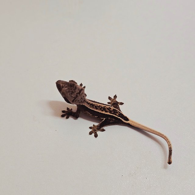 핀스트라이프 풀핀