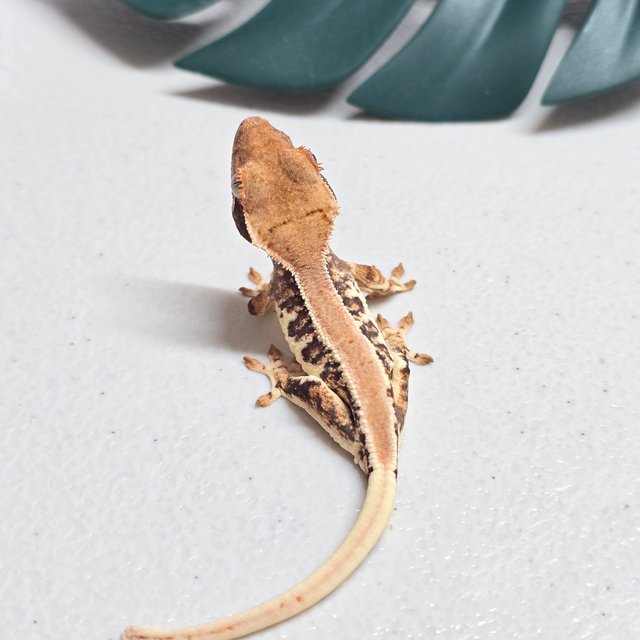 릴리화이트 트라이 솔리드백