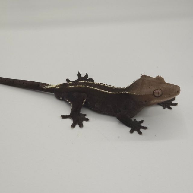 아잔틱