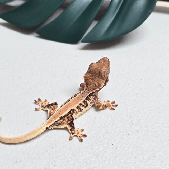 릴리화이트 트라이